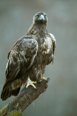 Golden Eagle male in a mountain area with a beech and oak forest with the first light of sunrise on a cold winter day