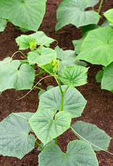 Young cucumber seedlings in the ground. Growing organic food. Close up.
