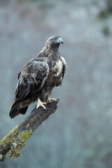 Golden eagle male in a mountain landscape with Euro-Siberian beech and oak forest at the first light of a winter day