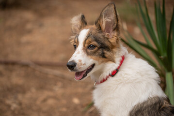 border collie puppy