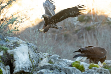 Golden Eagle male and female in a mountain area with a beech and oak forest with the first light of sunrise on a cold winter day