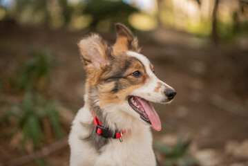 border collie dog