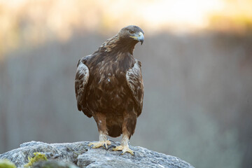 Adult female Golden Eagle in a mountain area with an oak and beech forest at sunrise on a cold...
