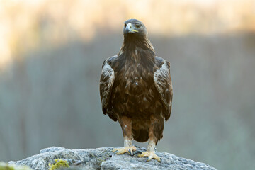 Adult female Golden Eagle in a mountain area with an oak and beech forest at sunrise on a cold...