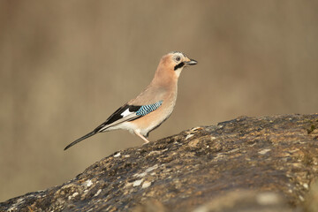 Jay in a Mediterranean oak and pine forest with the last light of the afternoon