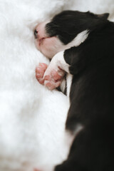 Cute newborn border collie puppy sleeping. Close-up.