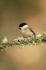 Marsh Tit in a Euro-Siberian oak and beech forest in the first morning light of a cold January day