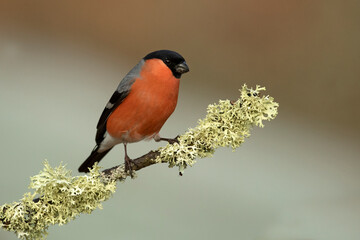 Eurasian bullfinch male in a Eurosiberian oak and beech forest with the last light of the afternoon