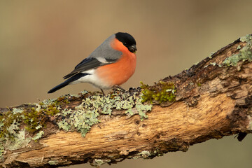 Female Eurasian bullfinch in late afternoon light in an oak and beech forest on a cold winter day