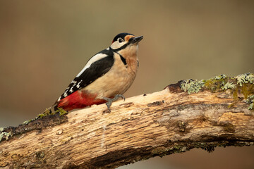 Great spotted woodpecker on the trunk of an oak tree in a Euro-Siberian forest with the last light of a winter day