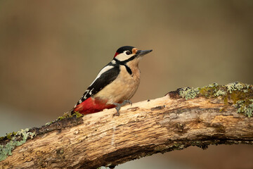 Great spotted woodpecker on the trunk of an oak tree in a Euro-Siberian forest with the last light of a winter day