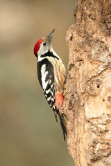 Middle spotted woodpecker in a Eurosiberian oak and beech forest in the first morning light of a cold January day