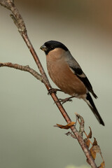 Female Eurasian bullfinch in late afternoon light in an oak and beech forest on a cold winter day