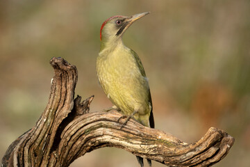 Female Green woodpecker in a Euro-Siberian oak and beech forest with the last light of a cold...