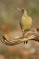 Female Green woodpecker in a Euro-Siberian oak and beech forest with the last light of a cold January day