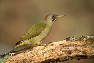 Female Green woodpecker in a Euro-Siberian oak and beech forest with the last light of a cold January day