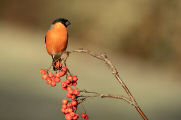 Eurasian bullfinch male in a Eurosiberian oak and beech forest with the last light of the afternoon