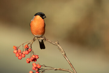 Eurasian bullfinch male in a Eurosiberian oak and beech forest with the last light of the afternoon