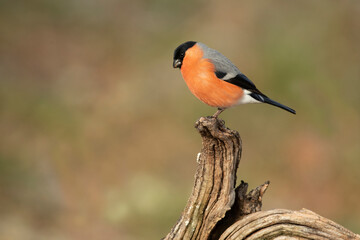 Eurasian bullfinch male in a Eurosiberian oak and beech forest with the last light of the afternoon