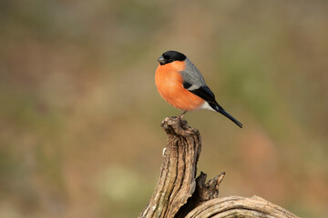 Female Eurasian bullfinch in late afternoon light in an oak and beech forest on a cold winter day