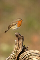 European robin in a Mediterranean forest at the first light of a winter day