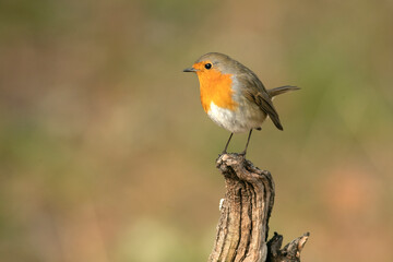 European robin in a Mediterranean forest at the first light of a winter day