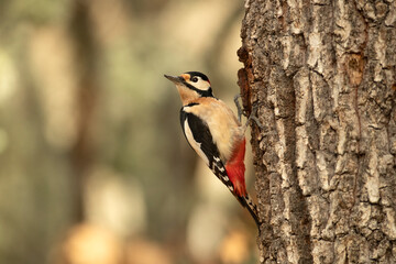 Great spotted woodpecker on the trunk of an oak tree in a Euro-Siberian forest with the last light of a winter day
