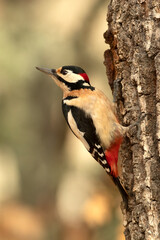 Great spotted woodpecker on the trunk of an oak tree in a Euro-Siberian forest with the last light of a winter day