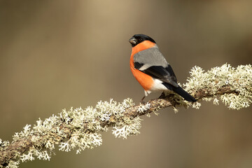 Eurasian bullfinch male in a Eurosiberian forest of oak, beech and pine trees at first light of day