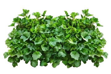 Obraz premium Close up of a bunch of green plants. Suitable for nature and gardening concepts