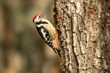 Middle spotted woodpecker on the trunk of a beech tree in a Euro-Siberian forest at first light on a winter day