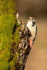 Middle spotted woodpecker in a Euro-Siberian beech and oak forest at first light on a winter day