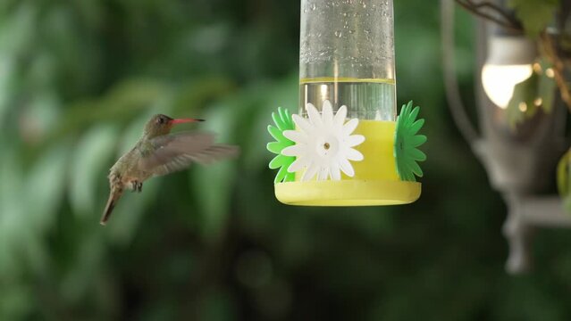Enchanting Image of a Hummingbird Drinking Water: Natural Beauty in Action
