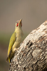 Green woodpecker male on the trunk of a beech tree in late afternoon light in an oak and beech forest on a cold winter day