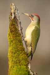 Green woodpecker male on the trunk of a beech tree in late afternoon light in an oak and beech forest on a cold winter day