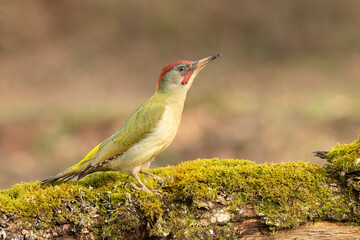 Green woodpecker male in a Euro-Siberian beech and oak forest with the last light of the afternoon