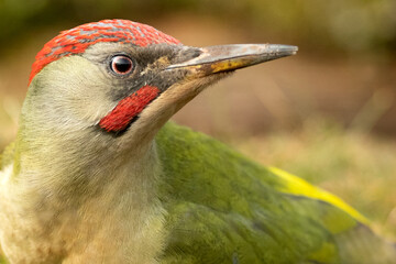 Adult male Green woodpecker on the trunk of a beech tree within a Euro-Siberian forest of oaks and oaks with the last light of the day