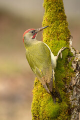 Green woodpecker male in a Euro-Siberian beech and oak forest with the last light of the afternoon