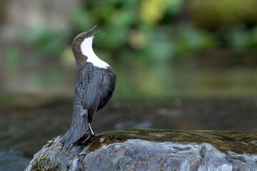 Dipper on a mountain river within a Euro-Siberian forest at the first light of a winter day