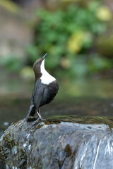 Dipper on a mountain river within a Euro-Siberian forest at the first light of a winter day