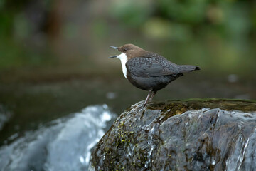 Dipper male in a mountain river before the sun rises in the mating season waiting for the female