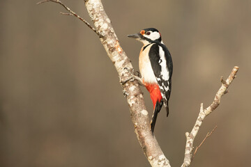 Fototapeta premium Male Great spotted woodpecker in a Eurosiberian beech and oak forest with the last light of the afternoon