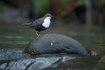 Dipper in a mountain river in its breeding territory at the first light of sunrise