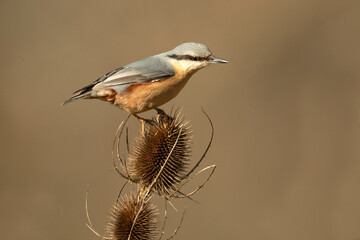 Eurasian nuthatch in a Eurosiberian forest of beech oak and pine trees with the last light of the afternoon