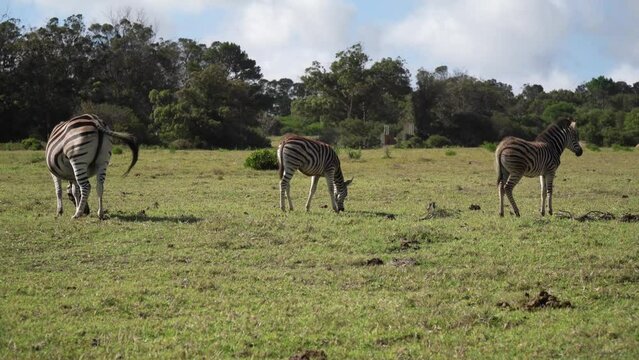 Three zebras grazing peacefully on a vibrant grassland