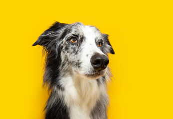 Profile merle border collie dog looking away. Isolated on yellow solid background