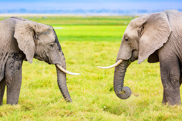 African elephants in Amboseli National Park. Kenya, Africa.