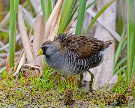 Saw a Sora - An adult Sora fluffs its feathers at the edge of a Cattail Marsh