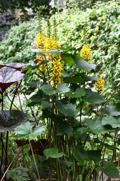 Long inflorescences with bright yellow flowers and fresh large gear green leaves of a ligularia przewalskii.