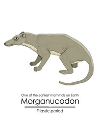 Morganucodon, one of the earliest mammals on Earth and the ancestor of all mammals, appeared during the Triassic period, colorful illustration on a white background